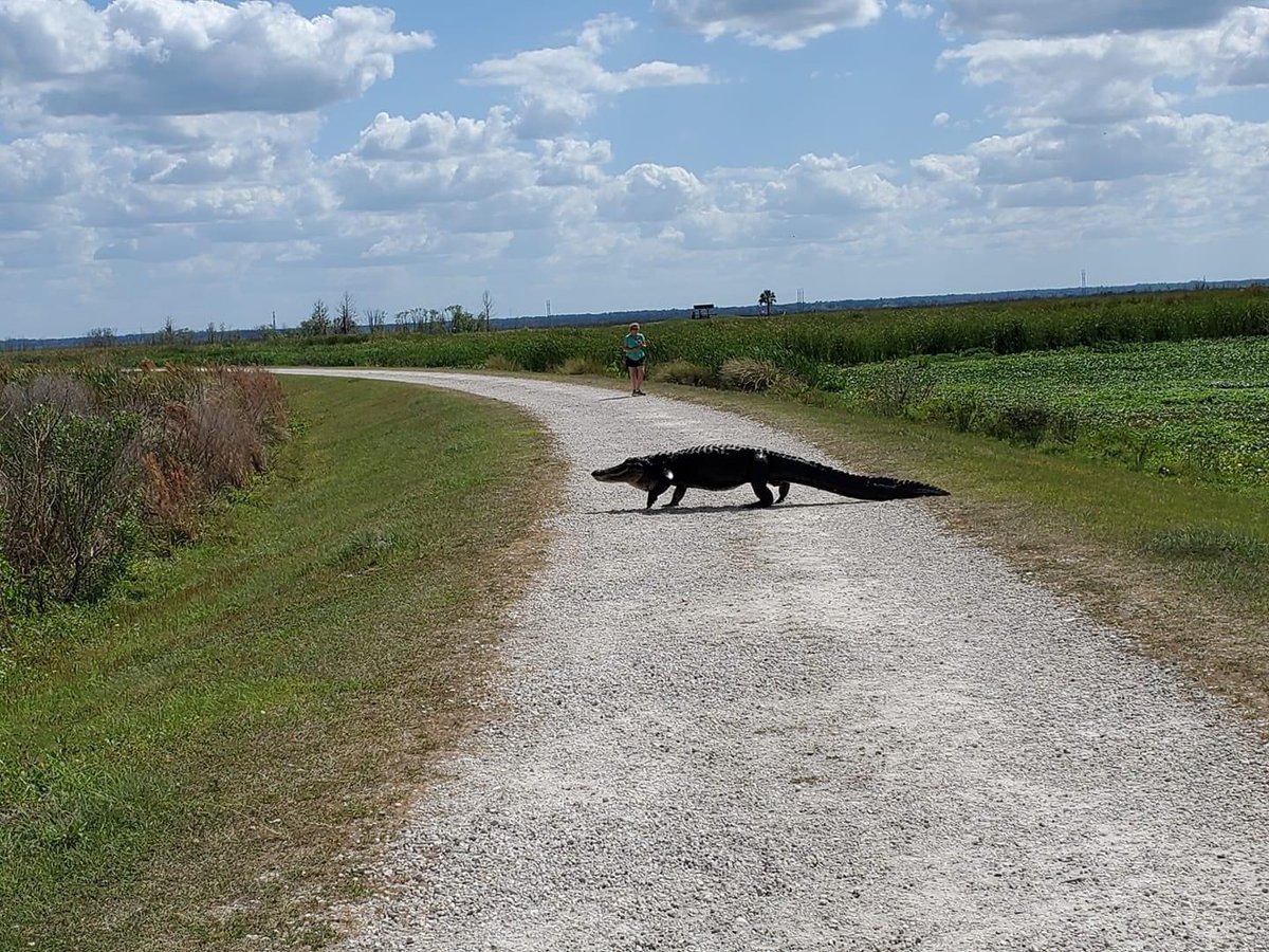 This is the gator down from my aunts house that lost a hand challenging a bull a few years ago on the prairie