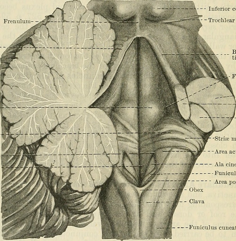 pipoulou_kgb's tweet photo. ⏩Il aurait bien décrit le quatrième ventricule du tronc cérébral. La rainure longitudinale de ce ventricule à le nom de calamus scriptorius (Fossette angulaire du quatrième ventricule du cerveau, ressemblant à une plume de roseau taillée pour écrire).⏩ https://t.co/CD94rttAp6