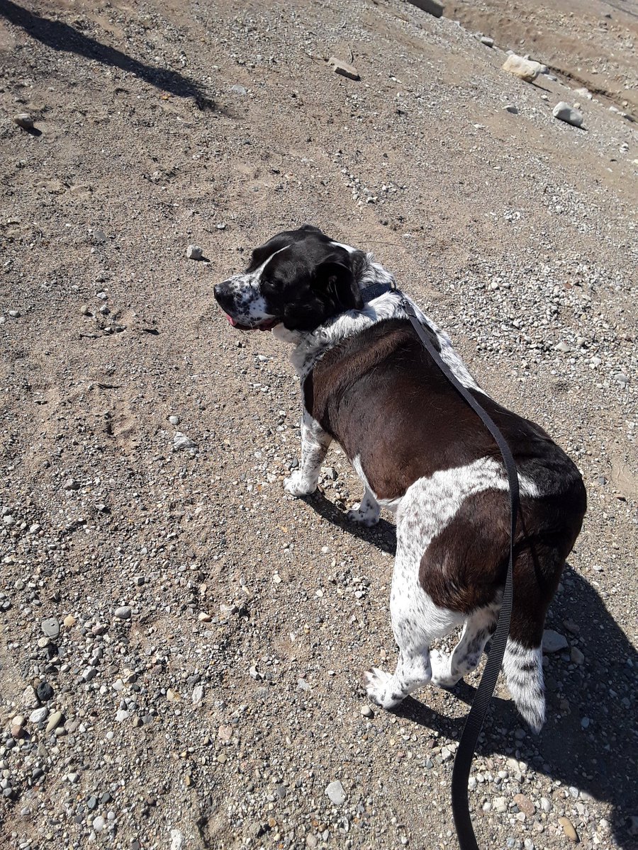 daramy66's tweet photo. #selfcare walking with my dog https://t.co/Qh6PxTvUoN