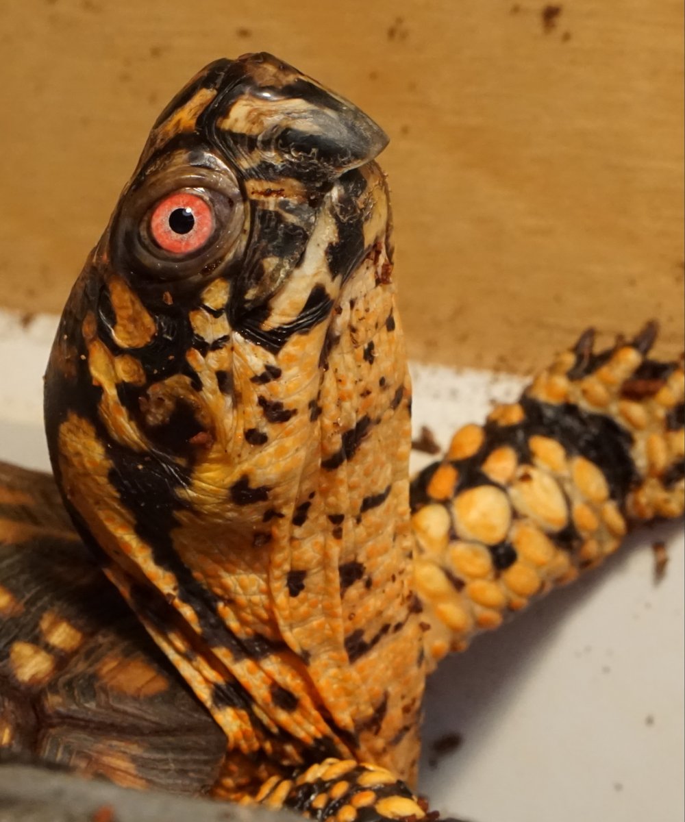 JoshDataTurtle's tweet image. Hello world! It's been a while but I am still a turtle living my best life in isolation.