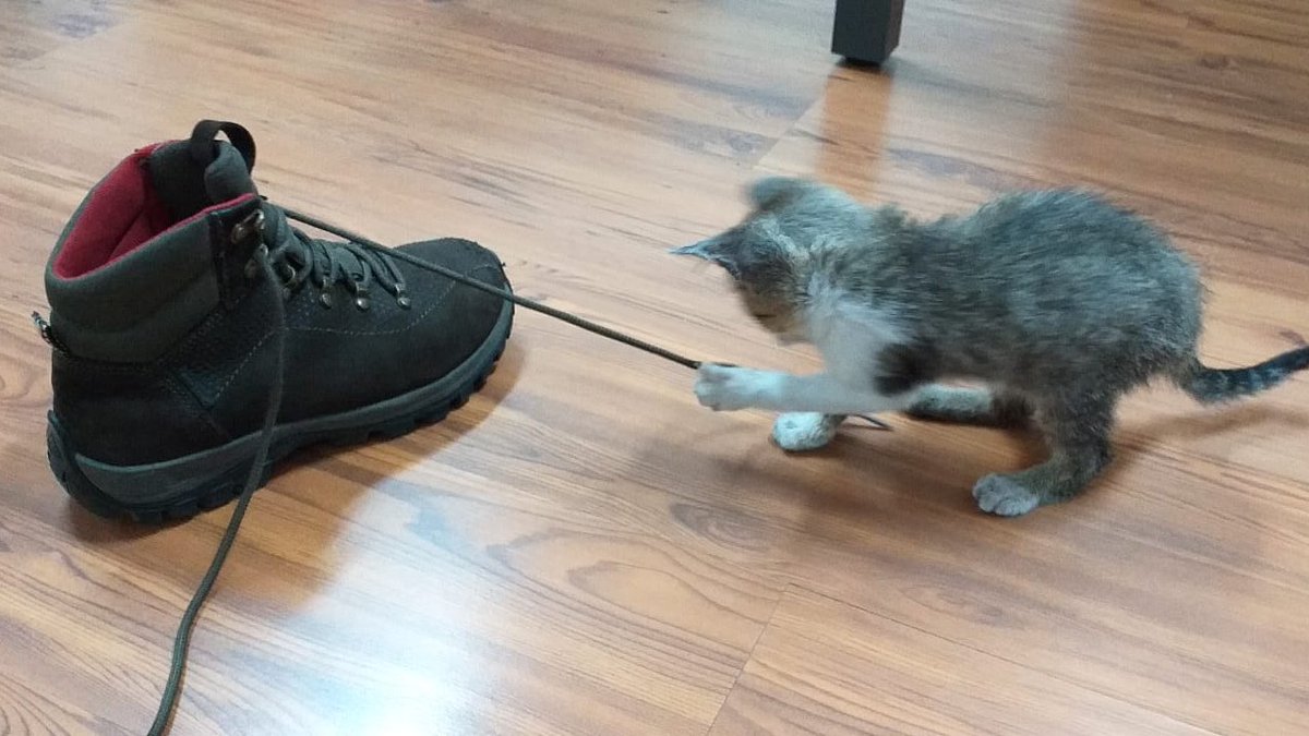 yasqueijo's tweet photo. ELE É DO TAMANHO DO MEU SAPATO................... ele ta brincando todo fofinho com o cadarço 🥰 https://t.co/PVkAu59dl6