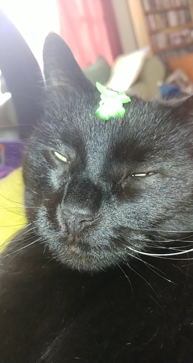 KyrieJacobson's tweet photo. My #Binx always such a willing model 😹😽

#crazycatlady https://t.co/ye3eBsm0kW