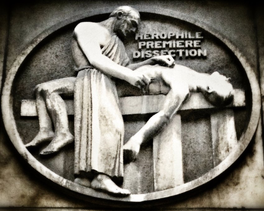 pipoulou_kgb's tweet photo. ⏩absent chez l'homme! Ce "filet admirable" est uniquement retrouvé chez certains vertébrés. Il est possible que ça soit Galien lui-même qui a attribué à #Herophilus ce "réseau merveilleux" chez l'homme. Galien accordait un rôle important à ce réseau artériel dans le système⏩ https://t.co/KhE67cNML0
