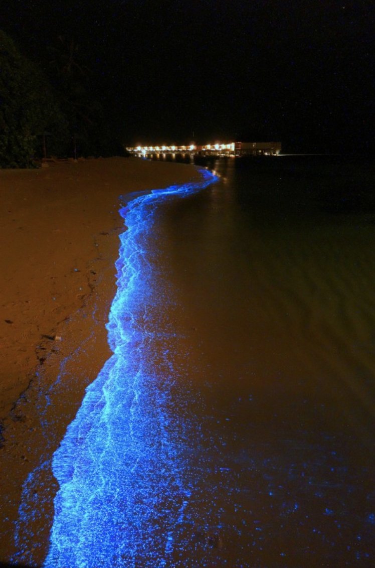 prettykansas's tweet photo. Stunning photos of Clinton Lake at night! The high population of plankton in the lake causes this beautiful blue coloring along the shore at night 🐋🌊💙 https://t.co/3pNq7QuVEs