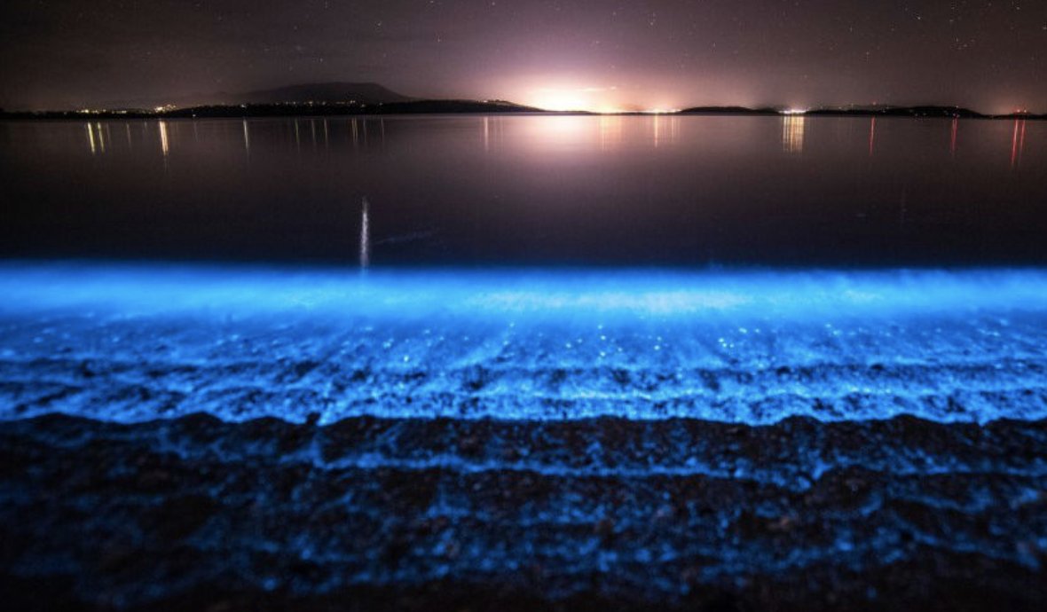 prettykansas's tweet photo. Stunning photos of Clinton Lake at night! The high population of plankton in the lake causes this beautiful blue coloring along the shore at night 🐋🌊💙 https://t.co/3pNq7QuVEs