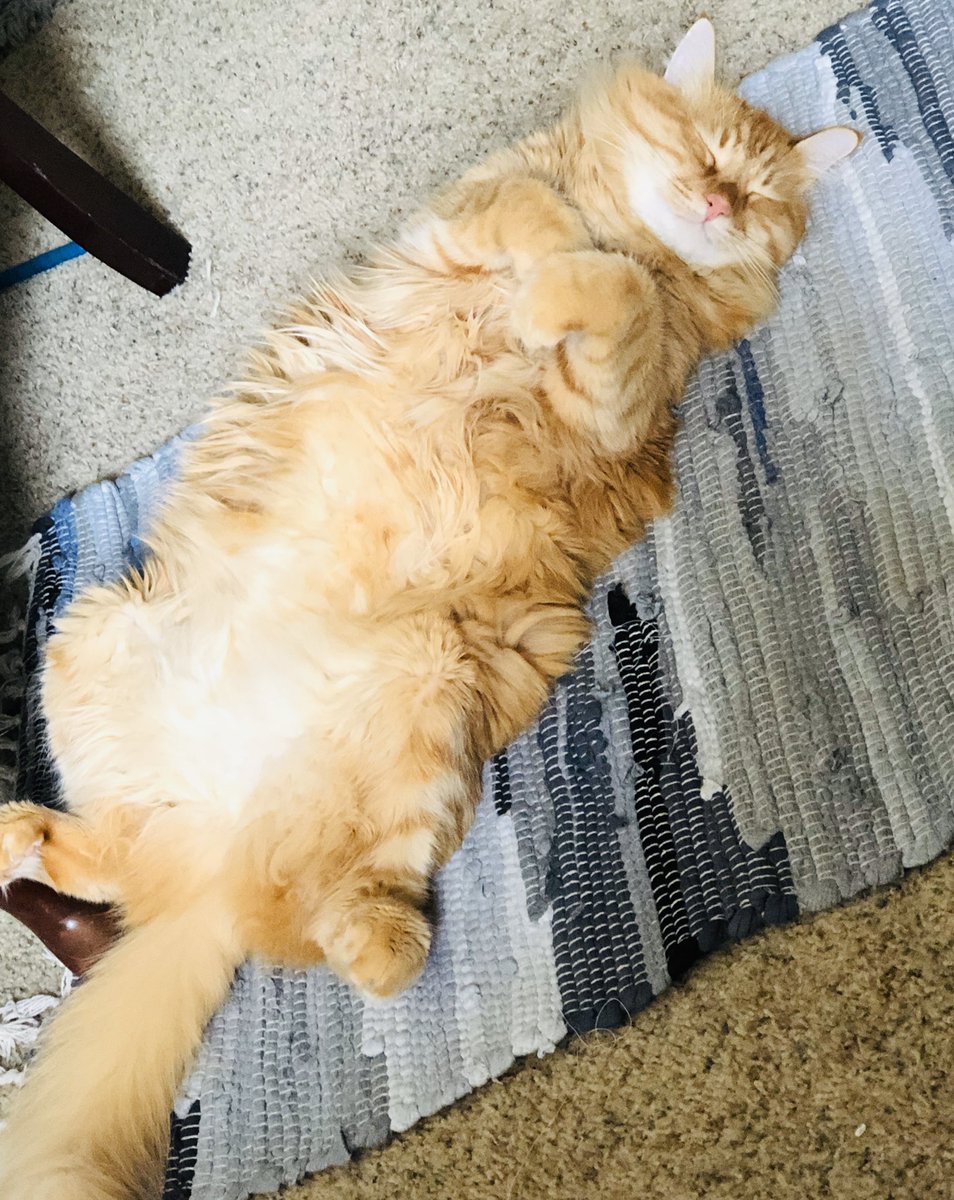 loveliveenjoy76's tweet photo. My cat is soooo adorable 😍 #CatsOfTwitter #cat #mylove #MrButters https://t.co/cqW6Qv9QHf