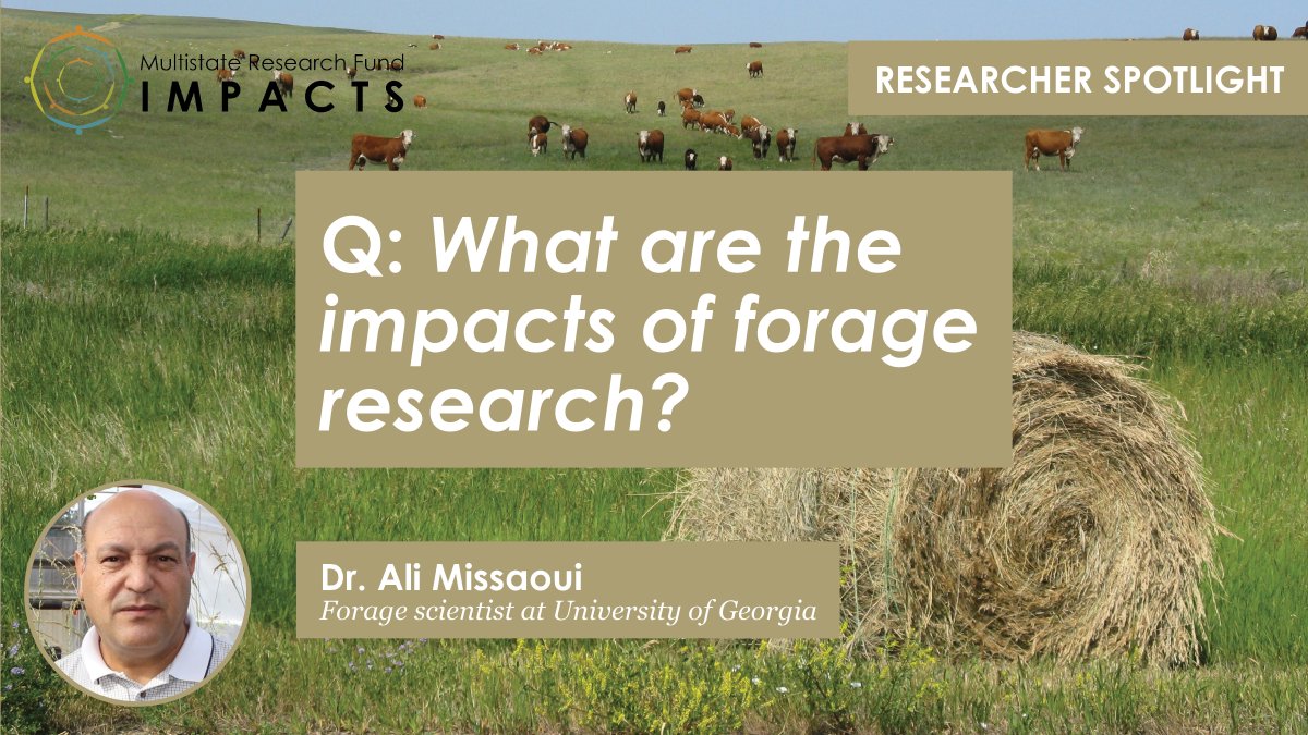MRFImpacts's tweet photo. To wrap up our Q&amp;A with Dr. Ali Missaoui, a scientist at @UGA_CollegeofAg, we asked about the impact of forage research: https://t.co/grrr6Y8DHG

#MRFimpacts https://t.co/kxZdVD2Rbd