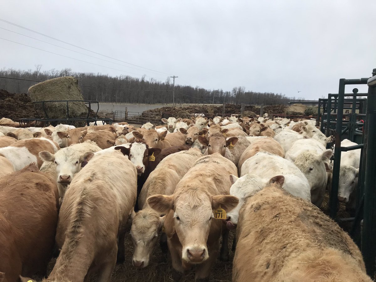 We are going to be sending around 100 of these char x steers and heifers to the Wiarton sale May 7.  Bovisheild gold one shot, Ultrabac/somubac ivomec  vaccination dates available RTs appreciated <a href="/OnCharolais/">Ontario Charolais</a> <a href="/OntarioBeef/">Ontario Beef</a> <a href="/GBLivestock/">GreyBruceLivestockCoop</a> #greybrucelivestockcoop