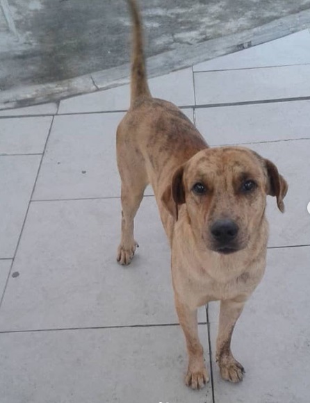 PerroUsuario's tweet photo. #SeBuscan RT @quierounperrove: #Perro #Perdido en #Maracay

Desaparecieron par de perros protegidos por dos proteccionistas. Plaza Bicentenaria

📲 04143746149

Por favor RT
https://t.co/6ebauPHL7J