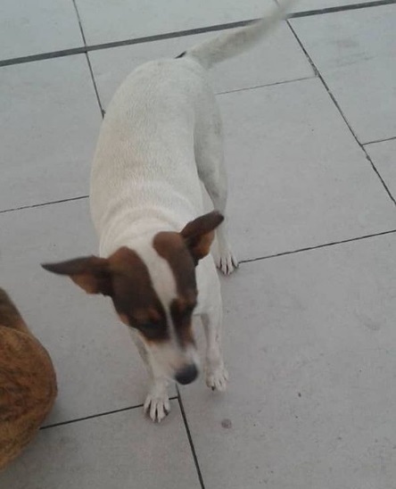 PerroUsuario's tweet photo. #SeBuscan RT @quierounperrove: #Perro #Perdido en #Maracay

Desaparecieron par de perros protegidos por dos proteccionistas. Plaza Bicentenaria

📲 04143746149

Por favor RT
https://t.co/6ebauPHL7J