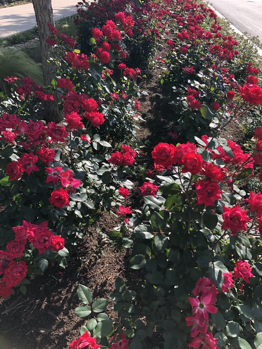 mattilea33's tweet photo. Stopped to smell the freshly landscaped roses looking so pretty in the sun! #30thaustinmarathon @austinmarathon #size11 https://t.co/wuRr5ltzs3