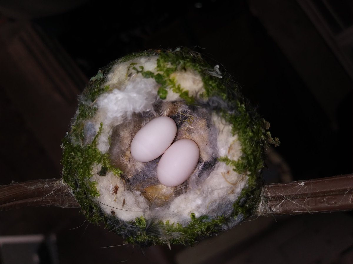 ODFW biologist Rick Boatner was lucky enough to have an Anna's hummingbird build a nest on a set of lights strung up between his house and the backyard recently. Watch the whole nesting process in this  #Thread.