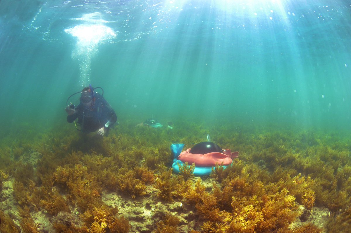 PelegOhad's tweet photo. Now in print @JEcology #Tropicalization.
Our study demonstrates how once dominant #carbon_sink #algal_forests shift to less productive algal #turf and tropical shrubs that are #carbon_source in response to #ClimateChange and #bioinvasions https://t.co/9hd1yx0sXT