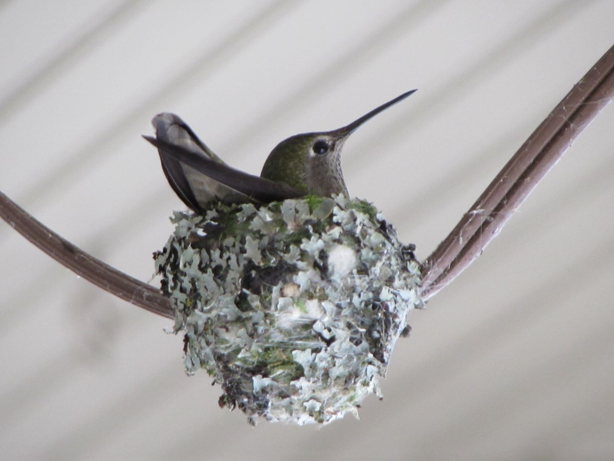 Female Anna's hummingbirds typically sit on the nest for 14-19 days.