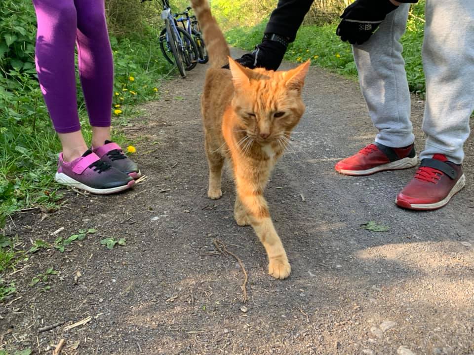 The_Animal_Team's tweet photo. This #cat has been #missing for about a month & was sighted today on the cycle track between #Chiseldon & #Ogbourne #Swindon #Wilts. If you are in that area, please keep an eye out. His family are desperate to get him home. https://t.co/lJXE8N1wXU https://t.co/0HjWVDj0cm