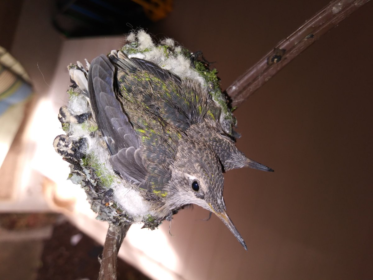 By Mid-April, the chicks have stretched the nest out as far as it will go, and they resemble adult hummingbirds much more than they did at the beginning.