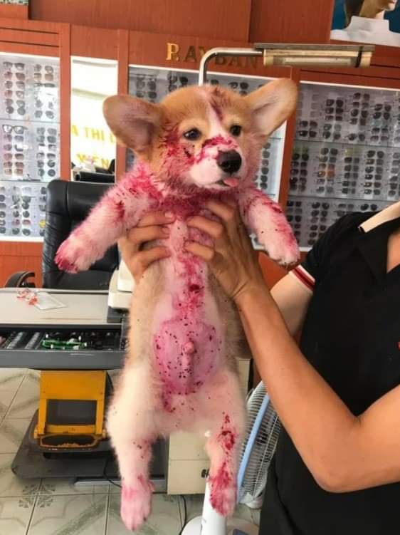Somebody found this Corgi puppy laid out in a shop surrounded by claret. They thought he'd been attacked and was hurt and bleeding...

Turns out he'd eaten and entire jar of Jam and passed out on the floor on a sugar rush 

I can't 😂😂😂

(Via FB Taylor Payne)