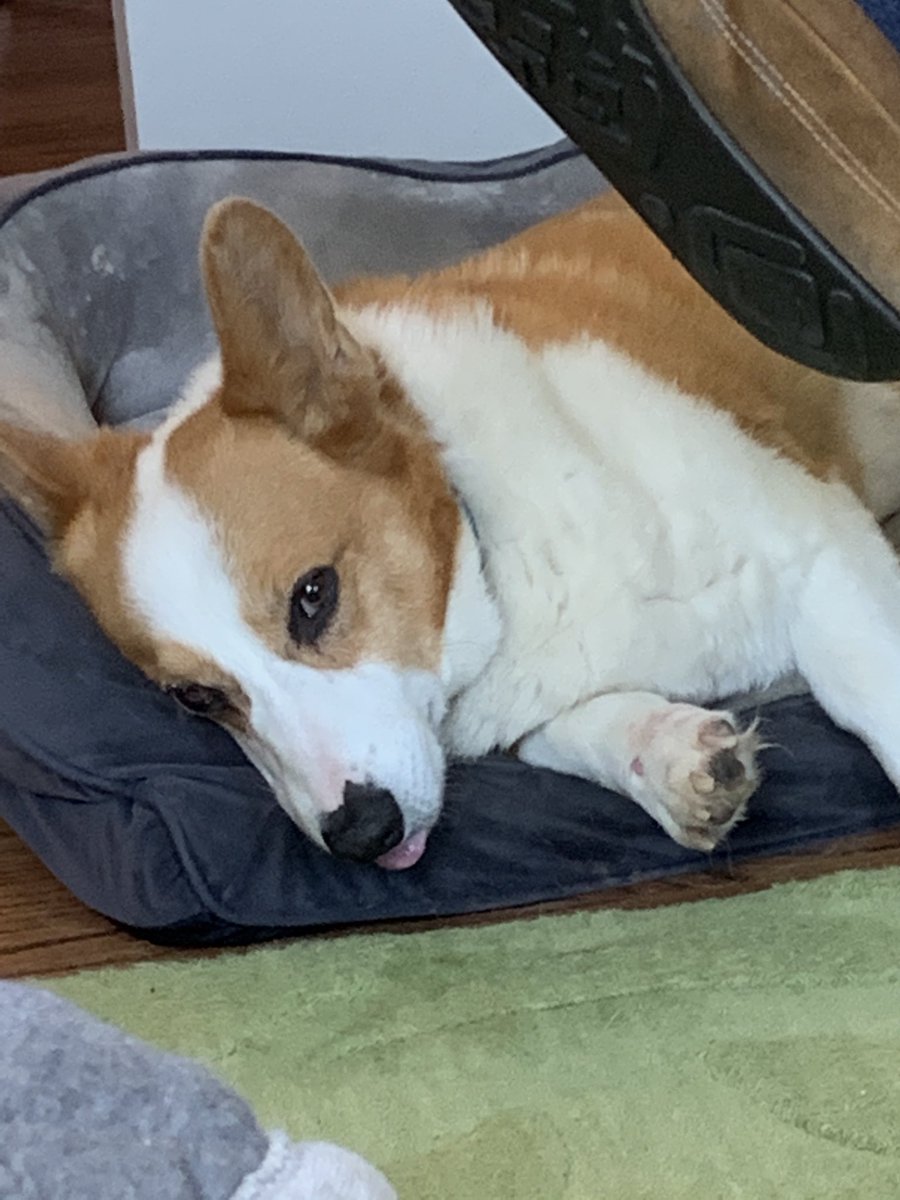 DragonGirl224's tweet photo. My dog is so funny cute https://t.co/h4TP9G7tFz