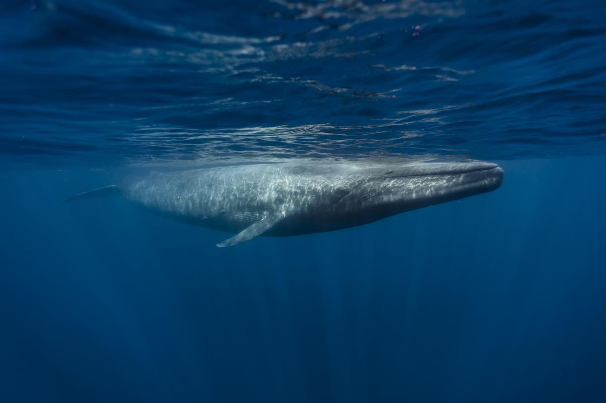 ESU_msc's tweet photo. Did you know that at 188 decibels, the calls of a blue whale is the loudest sound made by any animal on the planet🤯 I apologize for the slow posting, it’s been a crazy ride since online classes! Keep up the hard work Warriors, we got this!💪🏼 https://t.co/Ki6teqxqAx