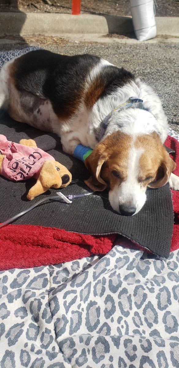 BobbyAllen25's tweet photo. I lost my little boy Oliver today. I feel broken inside. He gave us a lifetime of happiness in only 10 years. How do people move on?

This sucks... 

#doglovers #dogs #mansbestfriend #family #lostwithoutyou https://t.co/Rv26PVD1ZO