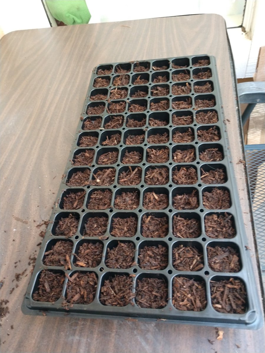 GardenEdSandra's tweet photo. We started seeds today to bring to the school garden in a few weeks. #UELFGarden @UELFSEAWOLVES @UELF_PTA @schoolgardens https://t.co/z87cZ7LAGy