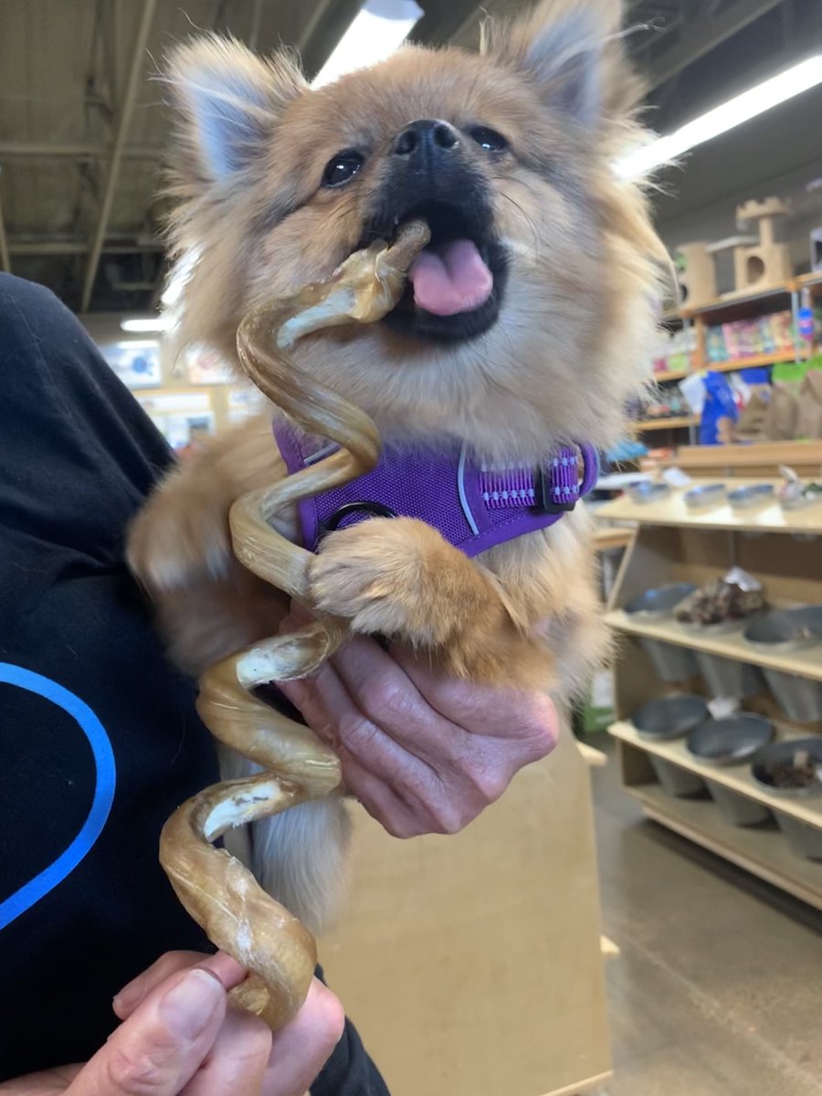 petplanetMPA's tweet photo. Ms Princess Gigi Chanel 👑 is loving her curly bully stick! 
We highly recommend bully sticks for 15-30 min, every other day. They’re wonderful for their teeth and mental stimulation! 
#petplanet #petplanetahwatukee #shoplocal #weloveourcustomers https://t.co/SFqSYpd9Sm