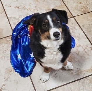 HCanavanLab's tweet photo. Meet Employee of the Month Poppy C. She knows how to dress for success. #HCLGarageLab #ScrubHubABQ https://t.co/CelLJeFp03