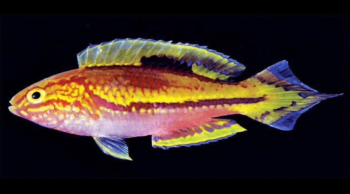 Your students inspire me David! So today I will do a twitter post of every fish I’ve described and the etymology behind their names! Starting with Cirrhilabrus isosceles, the pintail fairy wrasse. The name isosceles is given for the triangle region of color on the caudal fin.  https://twitter.com/whysharksmatter/status/1252250202322468864