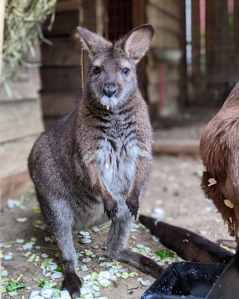 This is Mellie the wallaby. Everyone thinks she is a baby kangaroo but this chonk is fully grown. Mellie wants to remind you all to drink your milk today🥛🦘