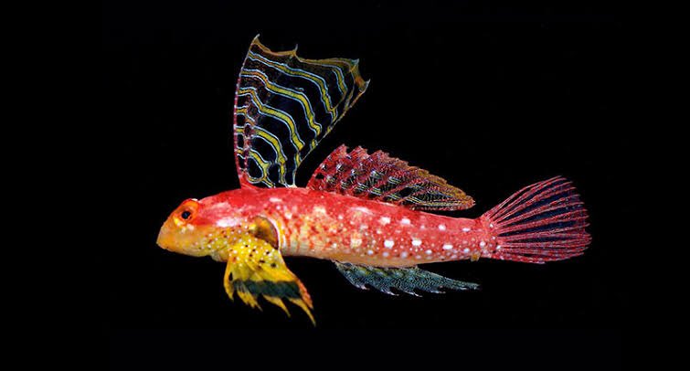 Next up, Synchiropus sycorax, the Ruby Dragonet. The name sycorax was given after the Sycorax Warriors from the BBC Sci-Fi series Dr. Who. These are lesser known race of intergalactic plunderers, and their red capes, robes, and white masks reminded me of this fish!