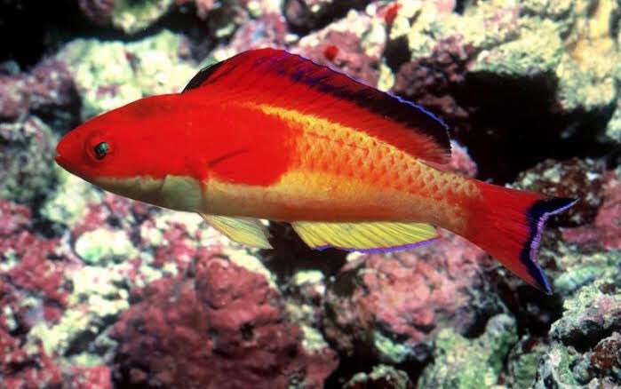 This beautiful fairy wrasse is Cirrhilabrus efatensis, the Hooded Fairy Wrasse. The name is an eponym, after the type locality, Efate Island, Vanautu. The common name refers to the bright red “hood” that covers much of its face and anterior body.