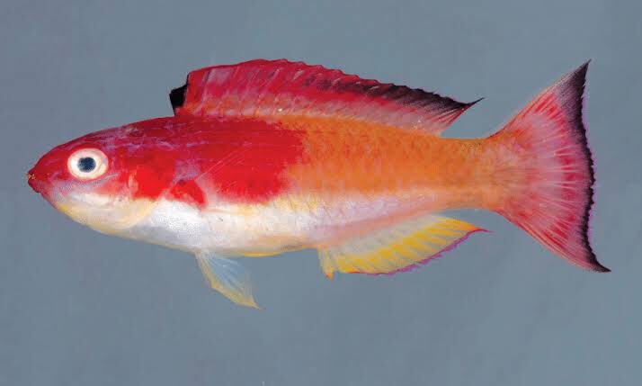 This beautiful fairy wrasse is Cirrhilabrus efatensis, the Hooded Fairy Wrasse. The name is an eponym, after the type locality, Efate Island, Vanautu. The common name refers to the bright red “hood” that covers much of its face and anterior body.