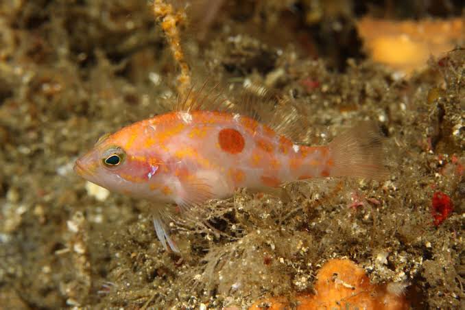 This beautiful fish is Plectranthias takasei, the Hinomaru Perchlet. The name is given after Wataru Takase, who collected the type series. The common name Hinomaru means “circle of the sun”, in reference to the big red circle on the fish that is reminiscent of the Japanese flag.