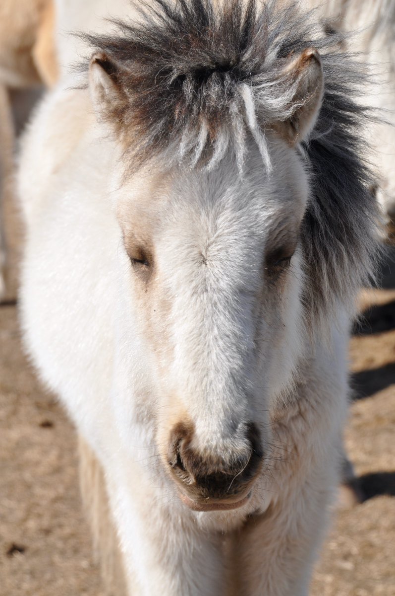 HTMongolia's tweet photo. Foaling season is here and with over six million free range horses across Mongolia it meant that you will find
#gorgeous #babies #everywhere!

#mongolia #horses #comeridewithus #makeadifference https://t.co/fUrRnjMAHF