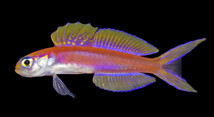 This is a rather special one. Navigobius kaguya, Kaguya’s Dartfish. The name is given after the protagonist, Princess Kaguya, of the Tale of the Bamboo Cutter. The name was selected by high school students in a poll, as an effort to get students interested in taxonomy.