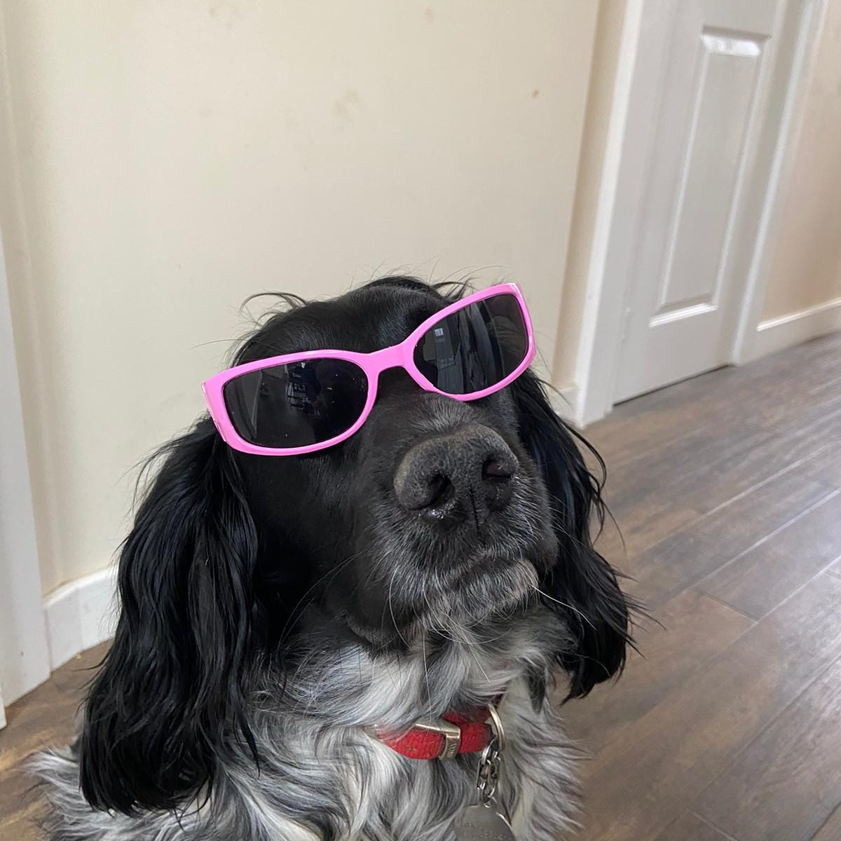 pumpkinpoole's tweet photo. @wmasrobmoore I've got this isolation thing down to a tee. I think I'm coping really well, it's not affected me in any way. 🤣 #mojo #imasprocker #COVID19 https://t.co/TCDLKZzrw8
