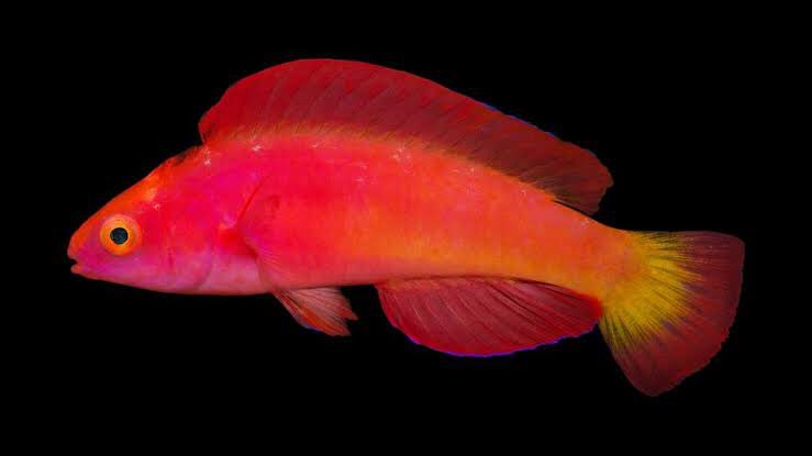 We named this fiery wrasse Cirrhilabrus shutmani, the Magma Fairy Wrasse. This species is found in an underwater volcano in the Philippines, hence the common name. The species name is given after Barnett Shutman, who provided us with the type specimens.