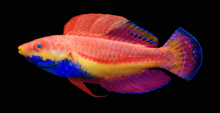 Another fairy wrasse! Sheesh. This one is Cirrhilabrus cyanogularis, the blue-throat fairy wrasse. The common name is a translation of the Latin name, which is a fairy description of its appearance! The males of this species have a very blue throat!