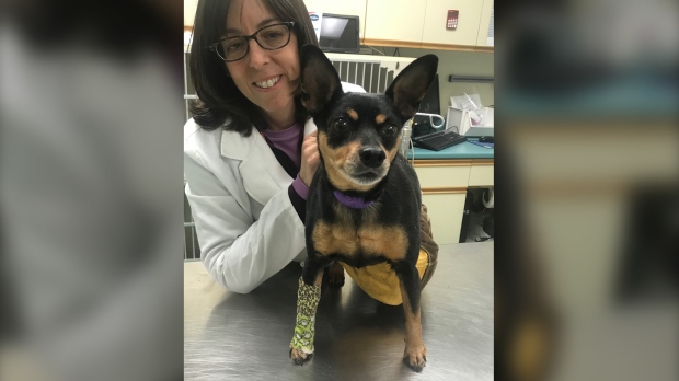CTVNews's tweet photo. Dog wounded in shooting rampage expected to make full recovery, vet says https://t.co/9hsK3kqBqT https://t.co/C5Wsbx0q8s