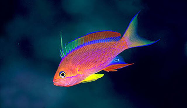One of my favorites! Pseudanthias tequila, the Cave Anthias. This colorful and cheerful fish was named after the similar colored cocktail Tequila Sunrise (and after my tequila phase in university ).