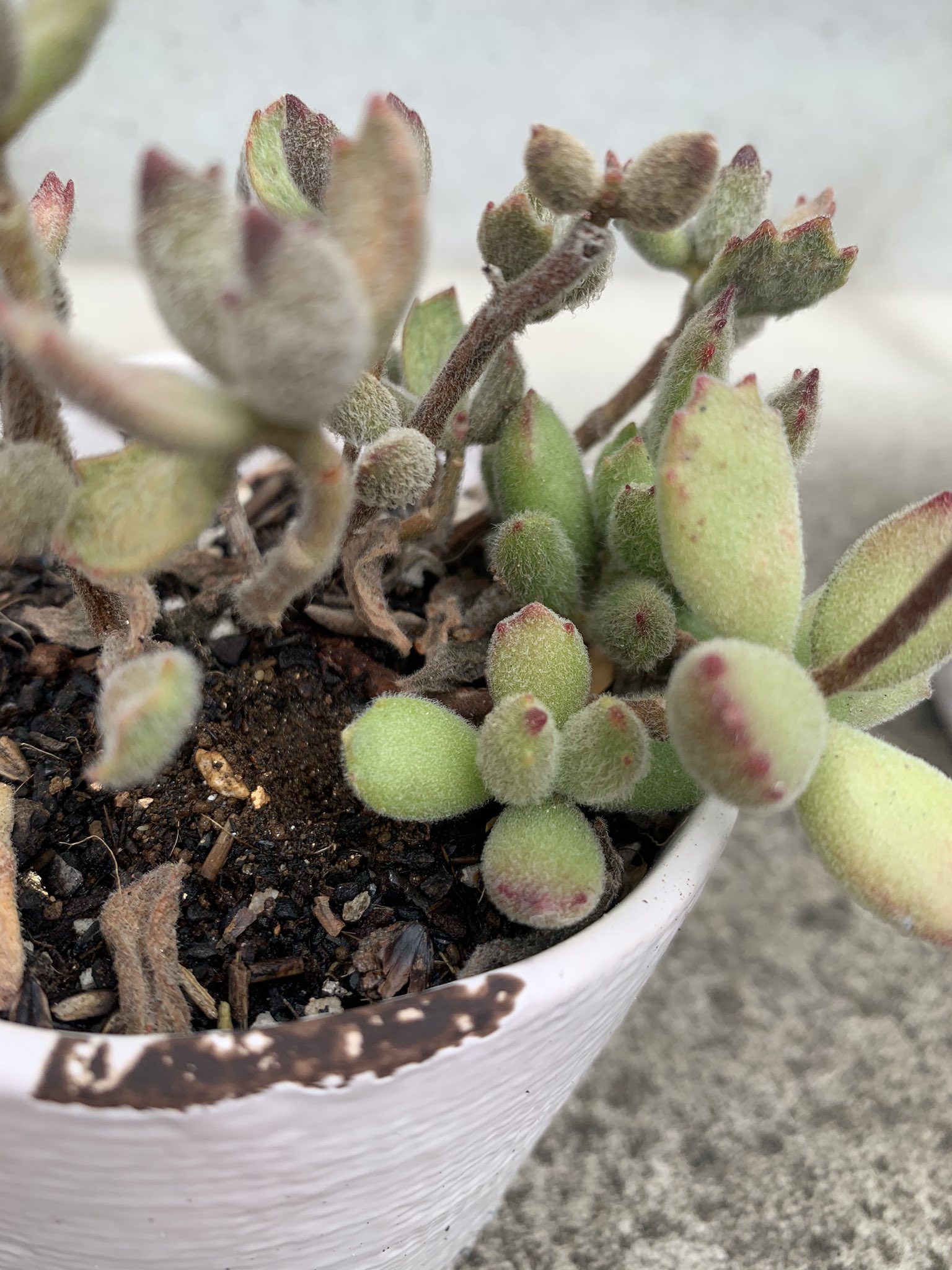 Uzivatel 多肉が大好き散財マン Na Twitteru 熊に比べて子猫の爪はしわしわしおしおだったけど少しずつ復活中 多肉 多肉植物 子猫の爪 T Co Pss3lta5f2 Twitter