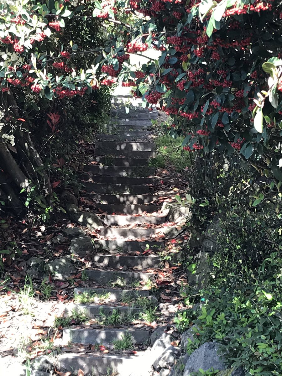 Discovered parts of Berkeley I’d never experienced before. Secret staircases and pathways that felt like I was in some version of the Secret Garden! And the views along the way were spectacular, although the walk up the hill was very steep! <pant pant>  #berkeleyadventures 3/12