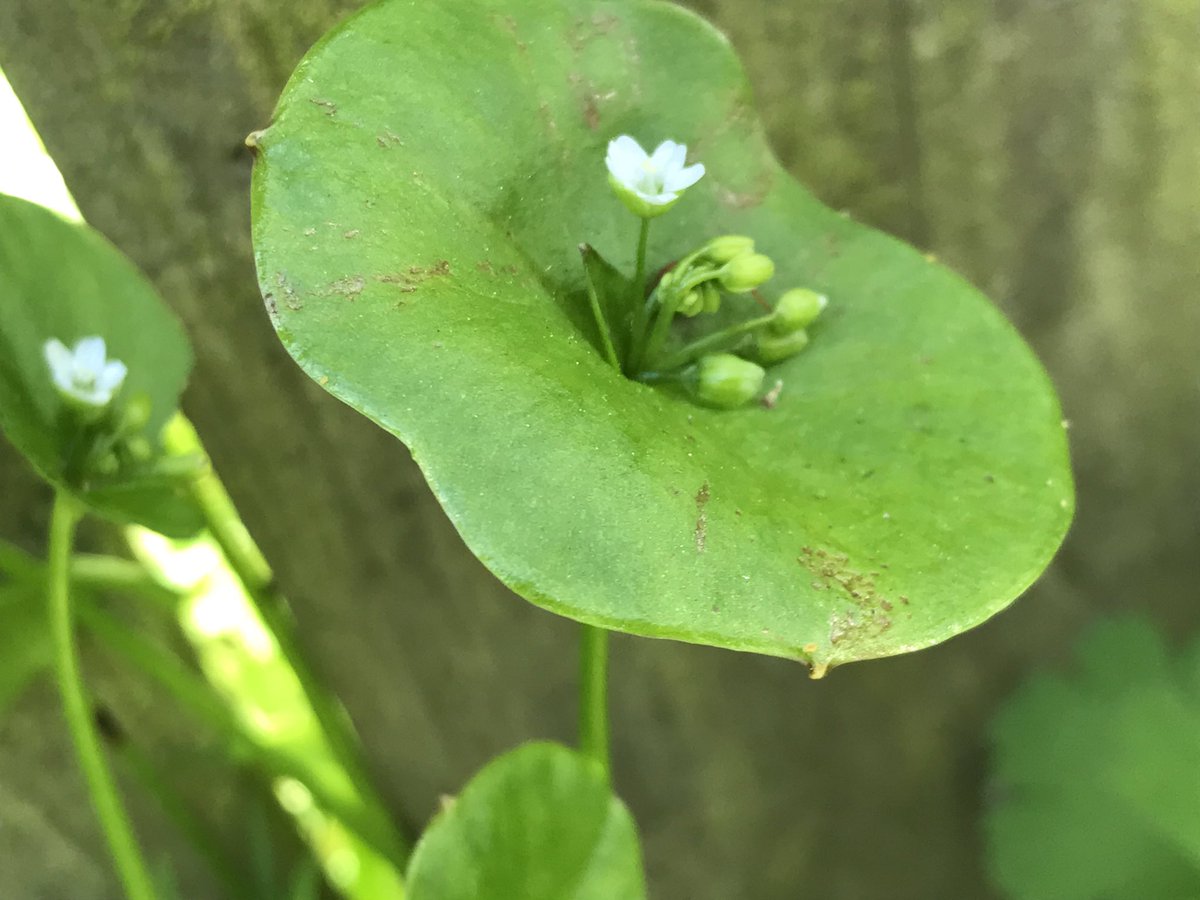 The miner’s lettuce, (Claytonia perfoliata), was in bloom and absolutely lining these little footpaths!  #berkeleyadventures 4/12