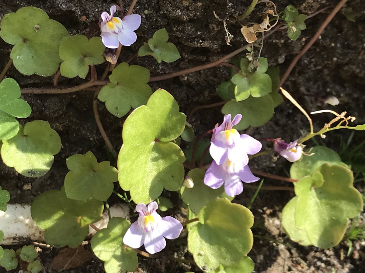 Continuing along these paths, I came across what looks like some sort of Allium (white), Geranium (pinky-lavender), and pennywort or ivy-leaved toadflax (Cymbalaria muralis).  #berkeleyadventures 5/12