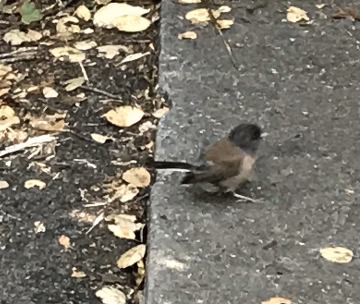 Hopping along with apparent disregard for my presence was a little Dark-eyed Junco (Junco hyemalis) in the beautiful brown-backed phenotype.  #berkeleyadventures 6/12