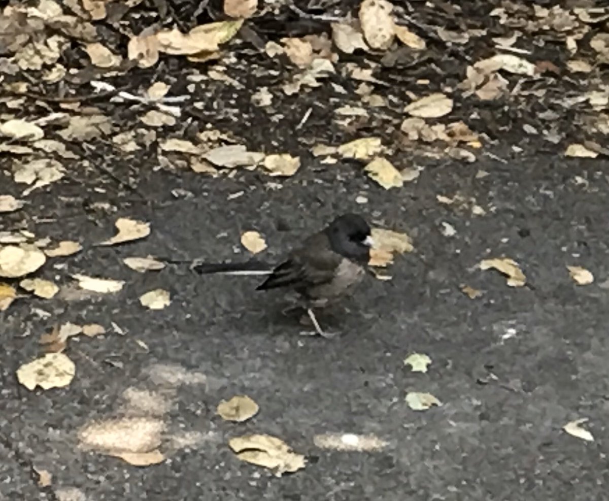 Hopping along with apparent disregard for my presence was a little Dark-eyed Junco (Junco hyemalis) in the beautiful brown-backed phenotype.  #berkeleyadventures 6/12