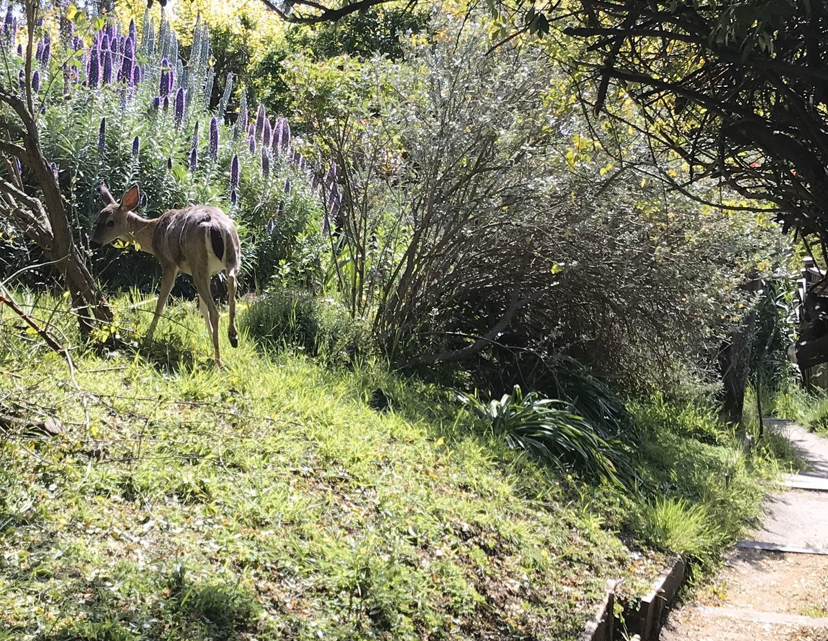 There was also a deer. Forgive me, I specialize in all things small, so this is a large hooved creature I know to be a deer, but that’s as much as I’ve got. This deer also seemed to have little concern about my presence.  #berkeleyadventures 7/12