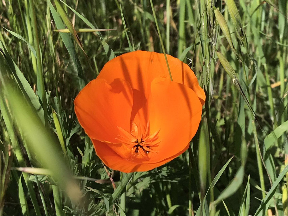 Upon reaching the trail i was greeted by the beautiful bright colors of California poppy (Eschscholzia californica) and California buttercup (Rananculus californicus) - inadvertently captured a little hover fly visiting in last pic!  #berkeleyadventures 8/12