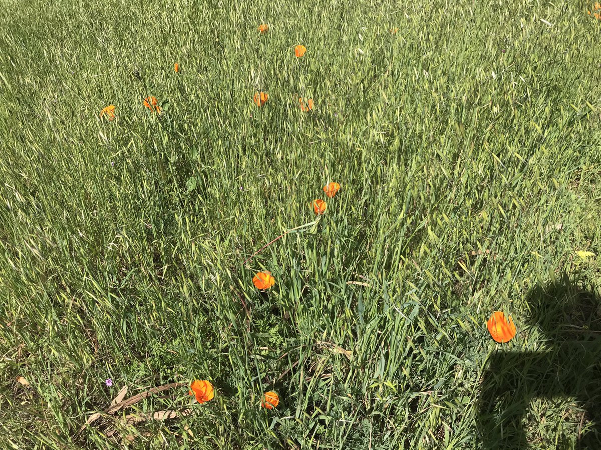 Upon reaching the trail i was greeted by the beautiful bright colors of California poppy (Eschscholzia californica) and California buttercup (Rananculus californicus) - inadvertently captured a little hover fly visiting in last pic!  #berkeleyadventures 8/12