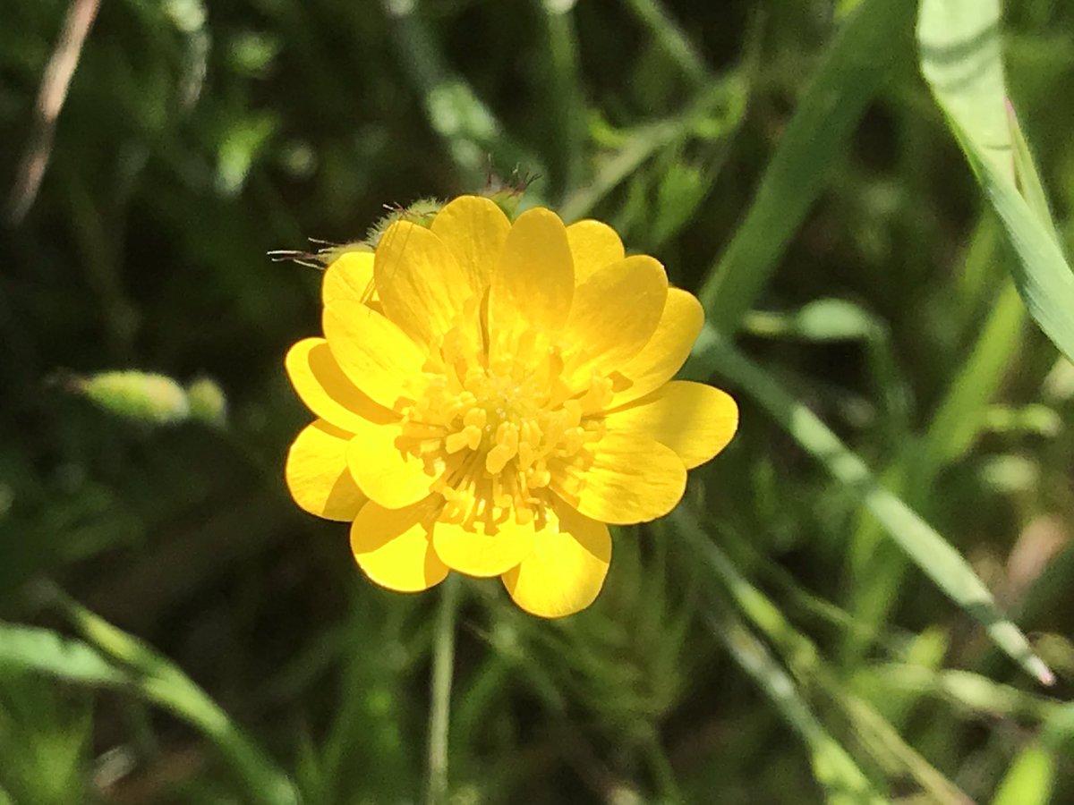 Upon reaching the trail i was greeted by the beautiful bright colors of California poppy (Eschscholzia californica) and California buttercup (Rananculus californicus) - inadvertently captured a little hover fly visiting in last pic!  #berkeleyadventures 8/12